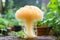 Lions mane mushroom in the wild, hericium erinaceus. Neurogenesis development concept