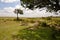 Lions of Masai Mara 3