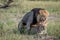 Lions mating in the grass in Chobe.