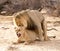 Lions mating in the Kgalagadi