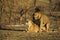 Lions mating in morning light