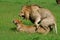 Lions mating, Okavango, Botswana