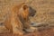 Lions at Murchison falls national park in Uganda