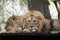 lions napping on wooden terrace