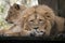 lions napping on wooden terrace