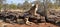 Lions near Victoria Falls in Botswana, Africa