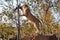 Lions near Victoria Falls in Botswana, Africa