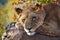 Lions near Victoria Falls in Botswana, Africa