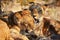 Lions near Victoria Falls in Botswana, Africa