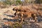 Lions near Victoria Falls in Botswana, Africa