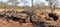 Lions near Victoria Falls in Botswana, Africa