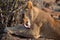 Lions near Victoria Falls in Botswana, Africa