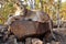 Lions near Victoria Falls in Botswana, Africa