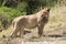 Lions at Ngorongoro National Park crater.