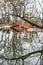 Lions Park Pond Bridge Reflection - Janesville, WI