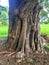 Lions paw tree trunk