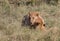 Lions pride and Cubs in kenya