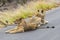 Lions relax on street Kruger National Park Safari South Africa