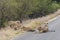 Lions relax on the street Kruger National Park South Africa