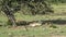 Lions relax under a tree in Masai Mara National Park.