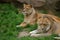 Lions resting