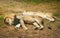 lions resting on the grassy ground