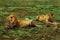 Lions resting at the Serengeti Park in Africa