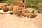 Lions in the Sabi Sand Game Reserve