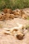 Lions in the Sabi Sand Game Reserve