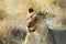 Lions in the savannah, Etosha National Park, Namibia