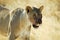 Lions in the savannah, Etosha National Park, Namibia