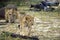 Lions, Selous Game Reserve, Tanzania