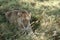 Lions in the Serengeti Savannah