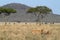 Lions in the Serengeti Savannah