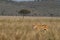 Lions in the Serengeti Savannah