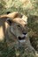 Lions in the Serengeti Savannah