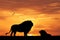 Lions silhouettes at sunset