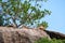 Lions sleep on rock in nature