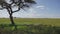 Lions sleep in shade of acacia tree escaping the heat in wild african savannah