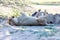 Lions sleeping in the shade of a tree in the Kgalagadi Park