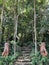 Lions And Stairs In Rainforest