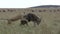 Lions successfuly hunts a wildebeest