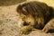 Lions sunbathing in the zoo