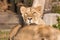 Lions sunbathing in the zoo