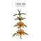 Lions tail or wild dagga Leonotis leonurus , medicinal and ornamental plant