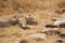 Lions taking a sunbath in the african steppe