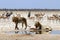 Lions at the water hole - Namibia etosha pan africa