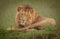 Lions in the wild in Kwazulu Natal