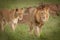 Lions in the wild in Kwazulu Natal