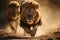 Lions Wildlife Hunting - Aggressive Charge Close-Up Shot Reveals Running Animal in Africa with Intense Aggression and Fierce Anger